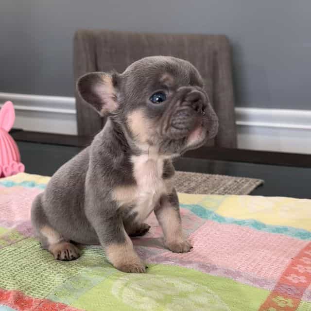 Layla - French Bulldog Female