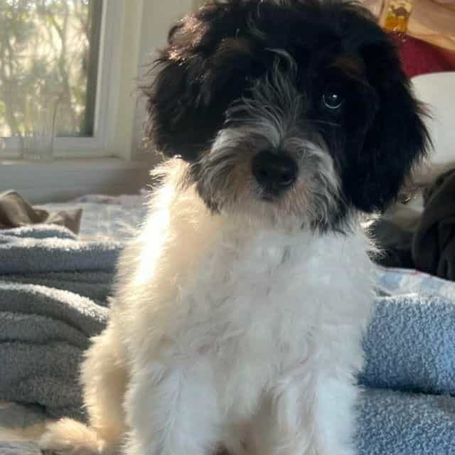 Clover  - Labradoodle Female