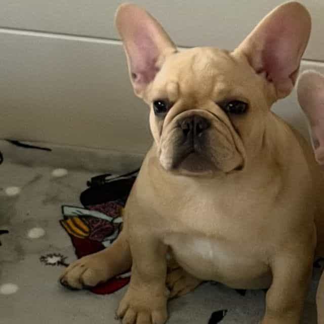 Caramelo  - French Bulldog Male