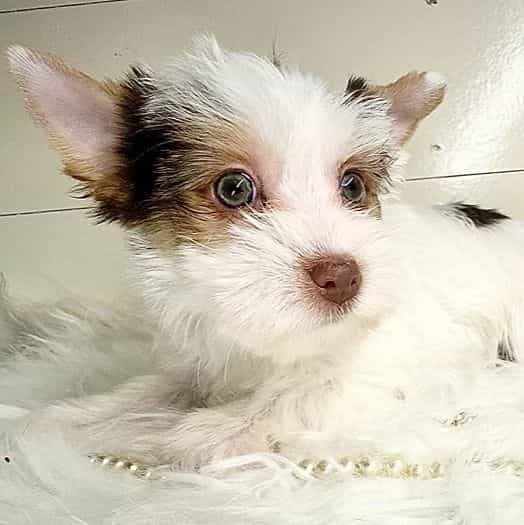 Indigo - Yorkshire Terrier Female