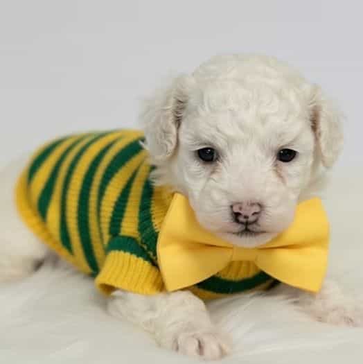 Casper - Cockapoo Male