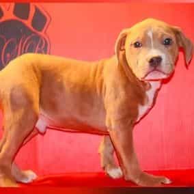 Male 2 - American Bully Male