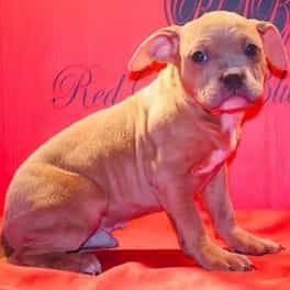 Male 4 - American Bully Male