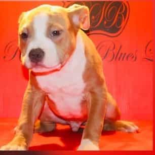 Male 1 - American Bully Male
