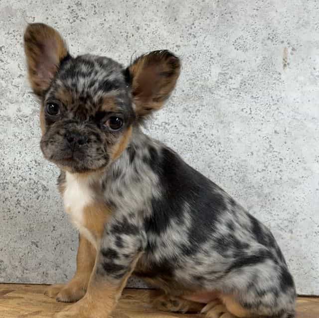 Robin - French Bulldog Female