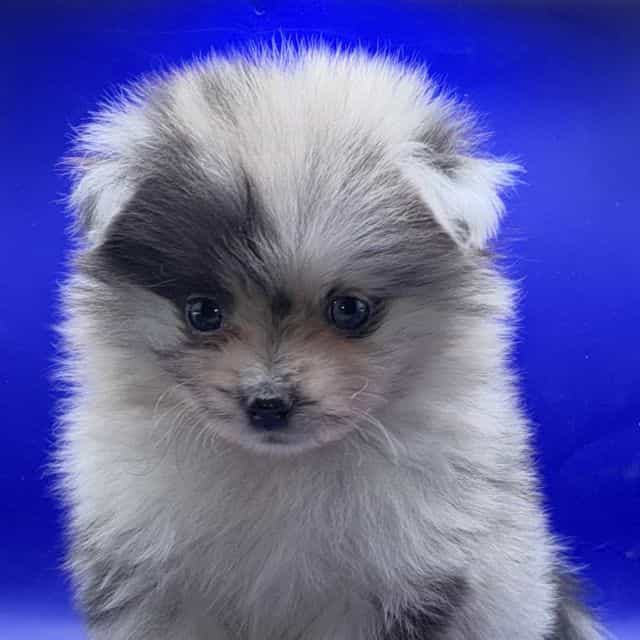 Blue eye blue M - Pomeranian Male