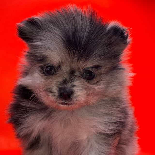 Girl1 - Pomeranian Female