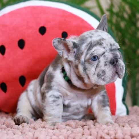 Ragnar  - French Bulldog Male