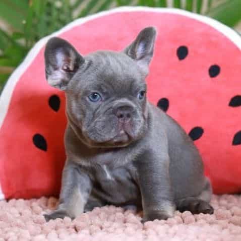 Rodger  - French Bulldog Male