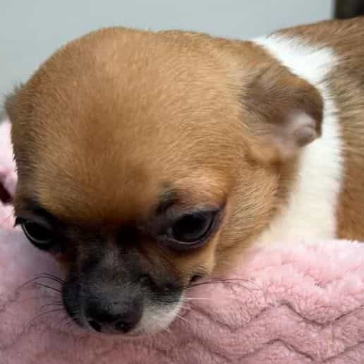 Cupid - Chihuahua Female