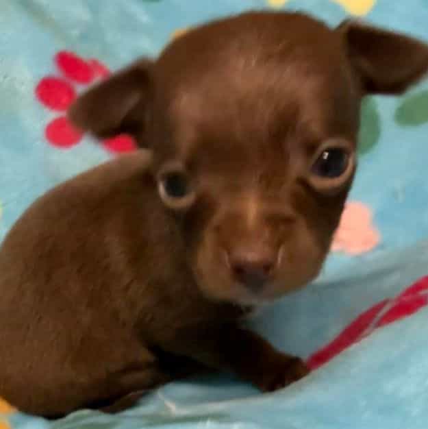 Rocky - Chihuahua Male