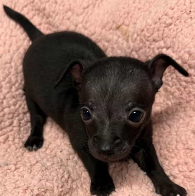 Bebe - Chihuahua Female