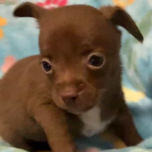 Buster - Chihuahua Male