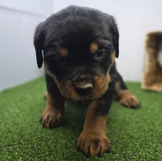 Sage - Rottweiler Female