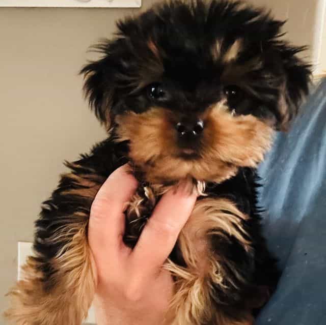 Zues - Yorkshire Terrier Male