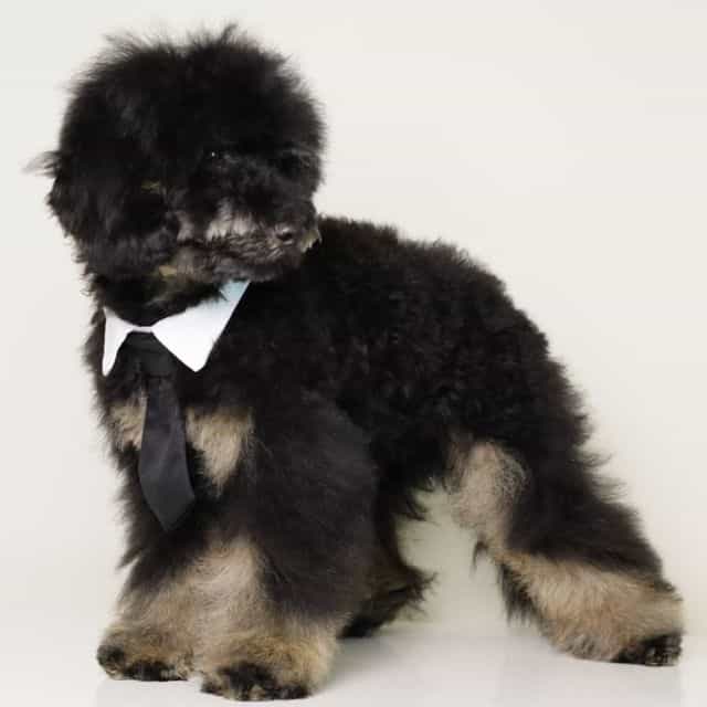 CARLOS BLACK PH - Toy Poodle Male
