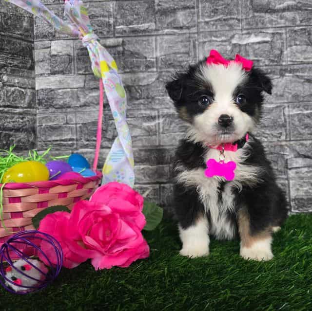 Casey  - Australian Shepherd Female