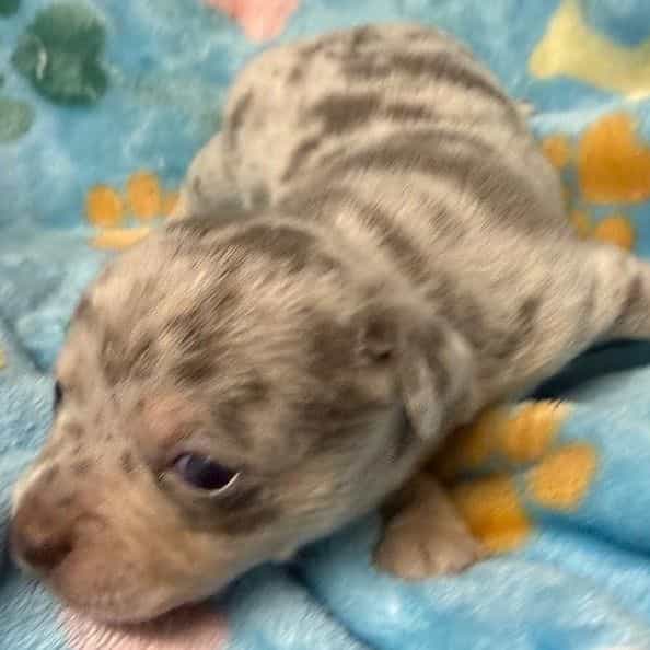 Cosmo - Chihuahua Male