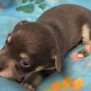 Carson - Chihuahua Male