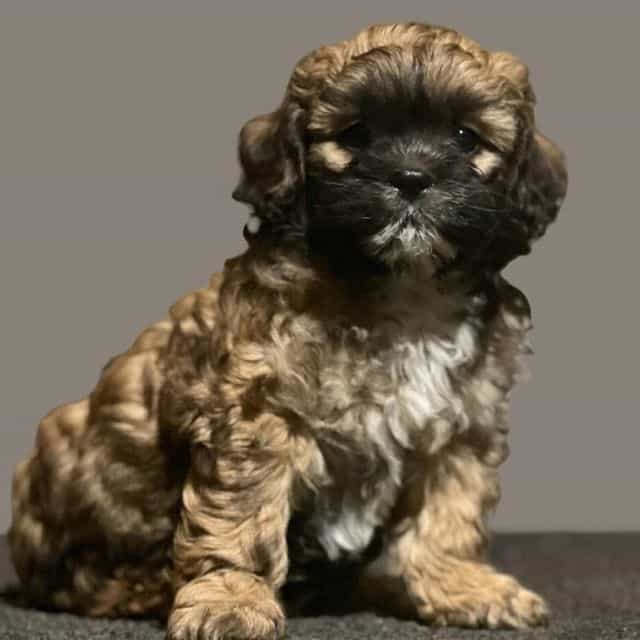 Lester - Shih-Poo Male