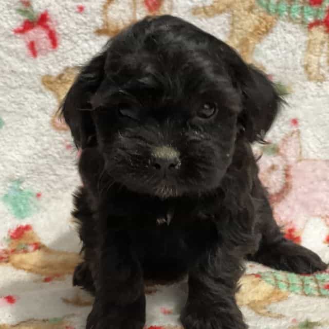 Trina - Shih-Poo Female