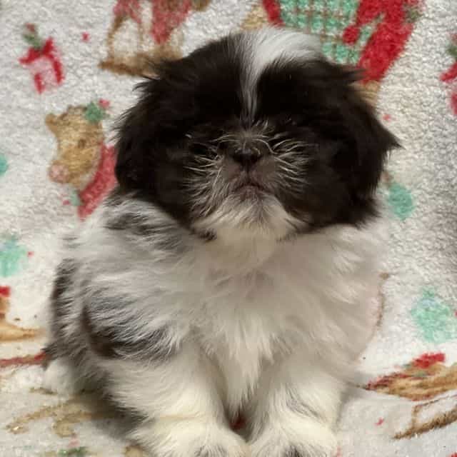 Taffy - Shih Tzu Female