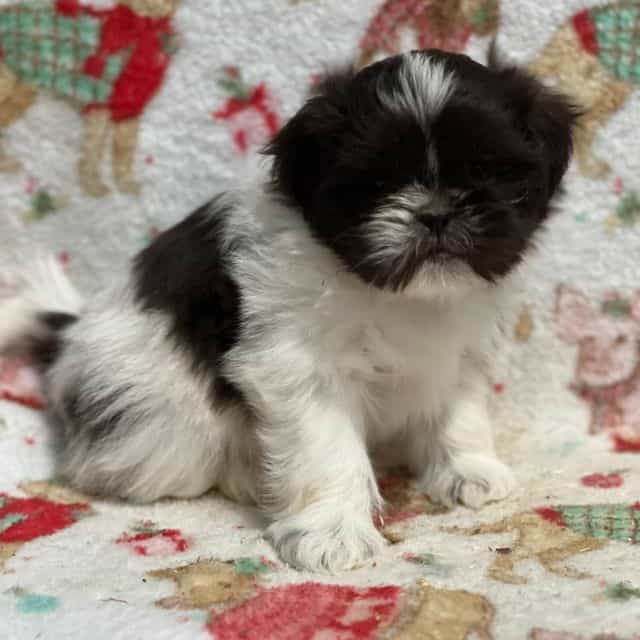 Thober - Shih Tzu Male