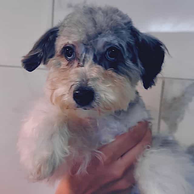 Sammy - Yorkipoo Female