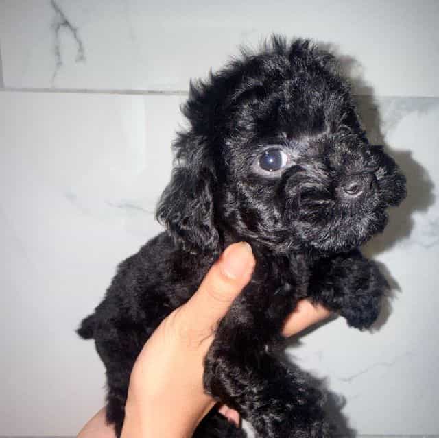 Sabrina - Yorkipoo Female