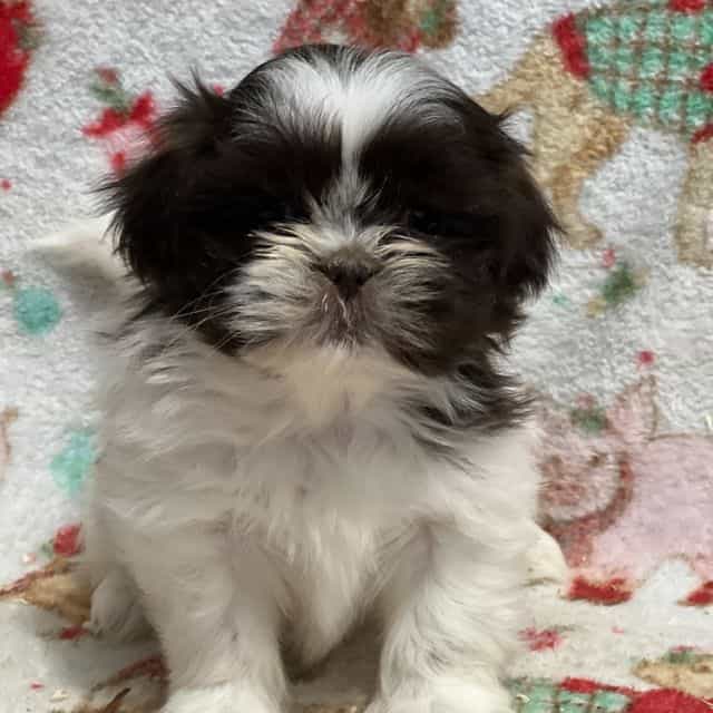Tucker - Shih Tzu Male