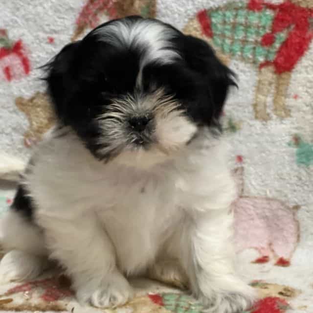 Tiny - Shih Tzu Male