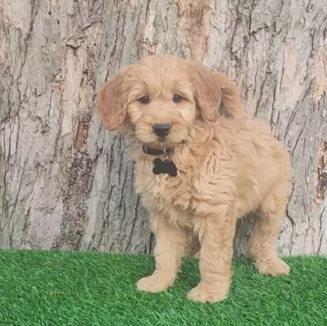 Oliver(mini) - Goldendoodle Male