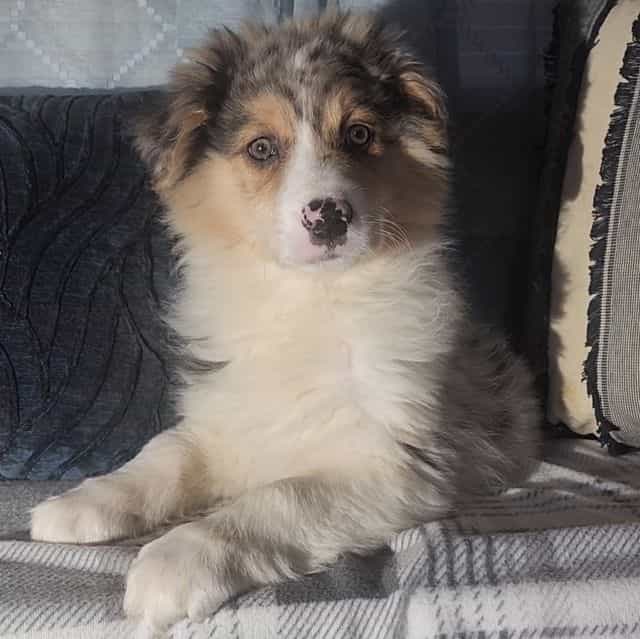 Merle Male 2 - Australian Shepherd Male