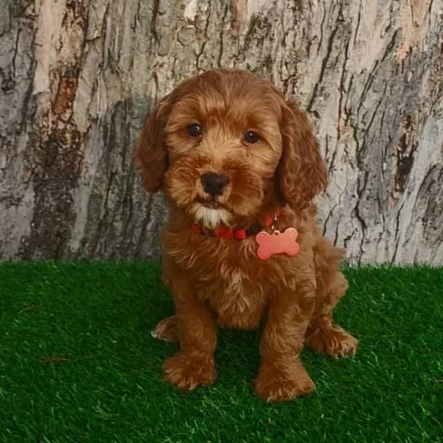 Tucker - Goldendoodle Male