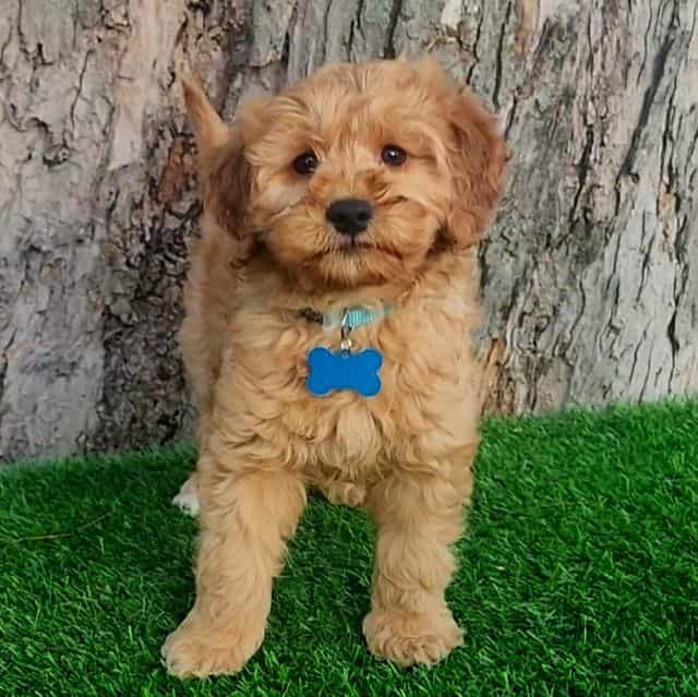 Simon - Goldendoodle Male