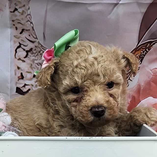 Vivi - Toy Poodle Female