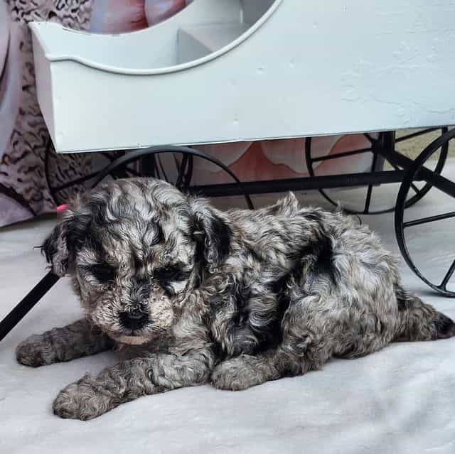 Heidi - Toy Poodle Female