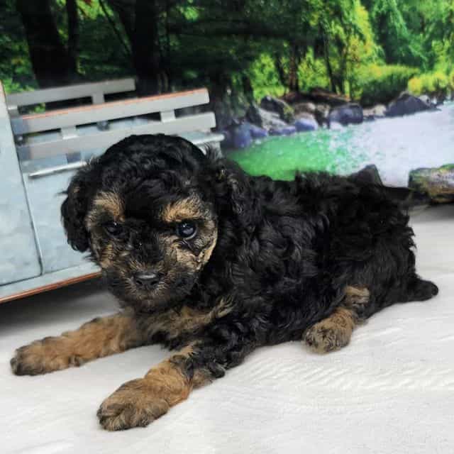 Tyson - Toy Poodle Male