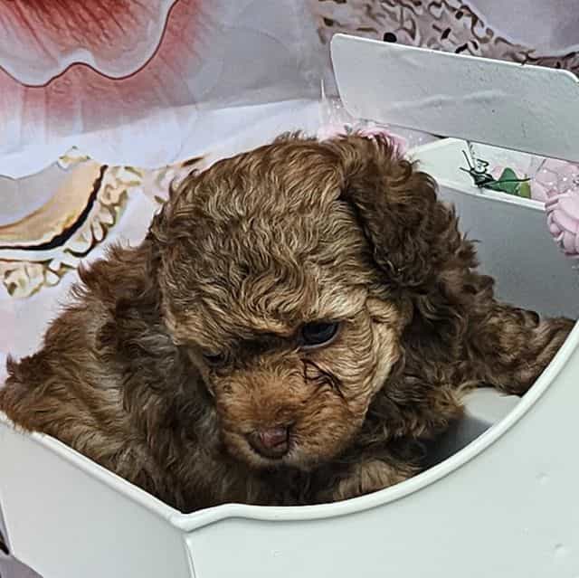 Ginny - Toy Poodle Female