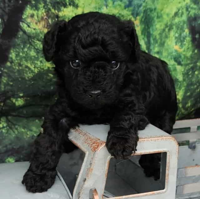 Blacky - Toy Poodle Male
