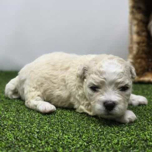 Clara - Bichon Frise Female