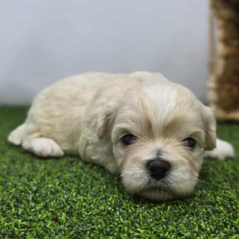 Alice - Bichon Frise Female