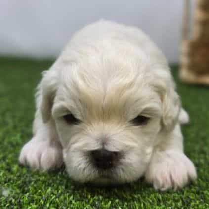 Arlo - Bichon Frise Male