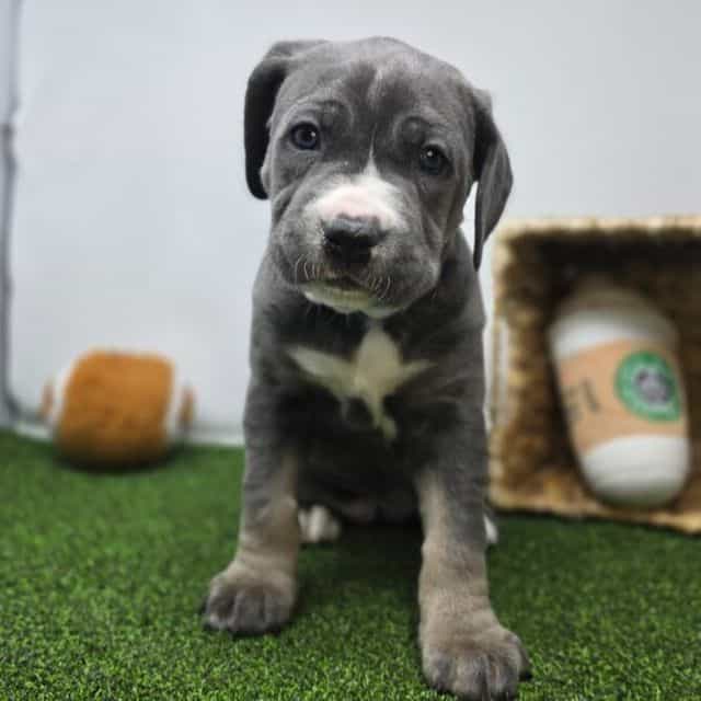 Jade - Cane Corso Female