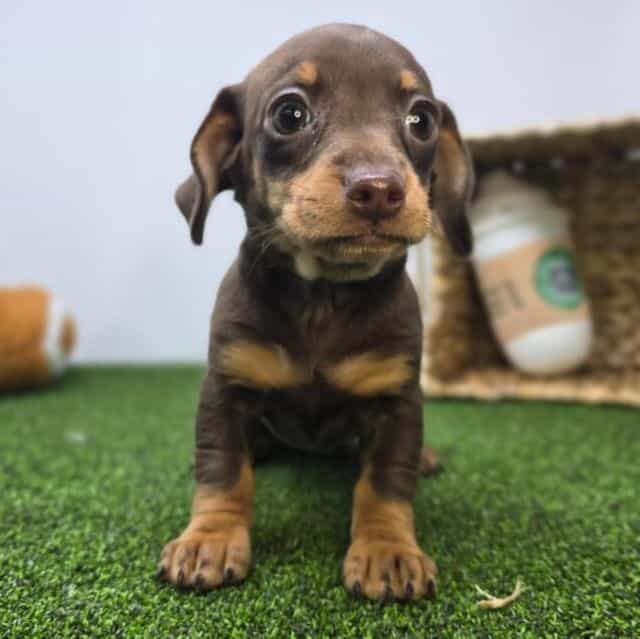 Winnie - Chiweenie Female