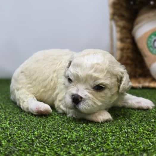 Finn - Bichon Frise Male