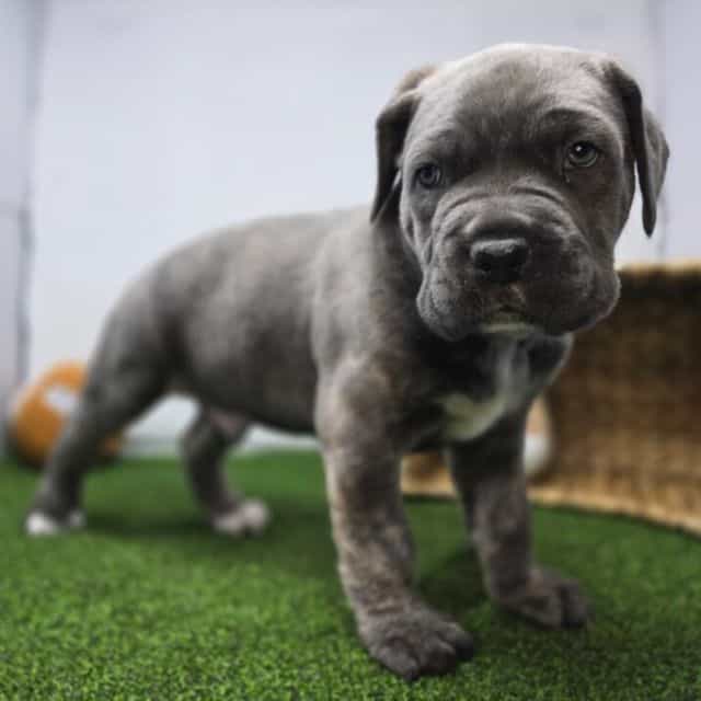Bruno - Cane Corso Male