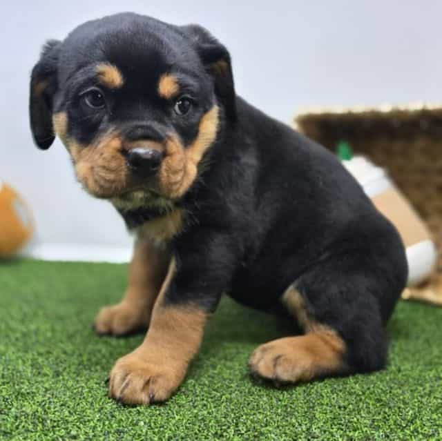 Artemis - Rottweiler Female