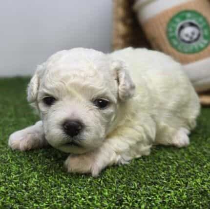 Toby - Bichon Frise Male