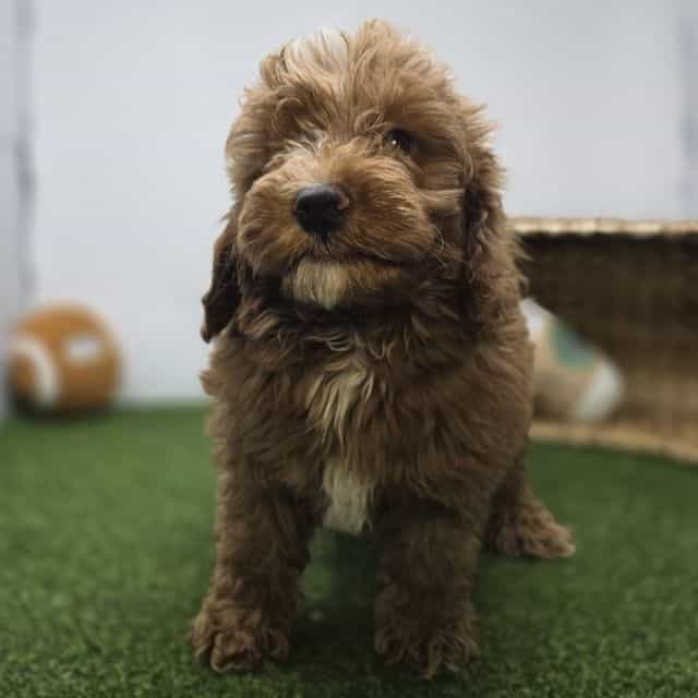 Carter - Goldendoodle Male